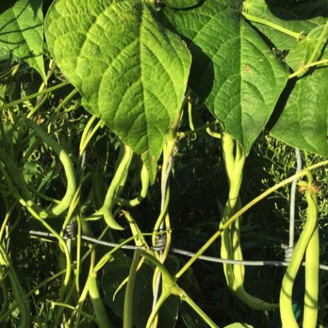 Bean Fortex, very long green beans growing on climbing plants