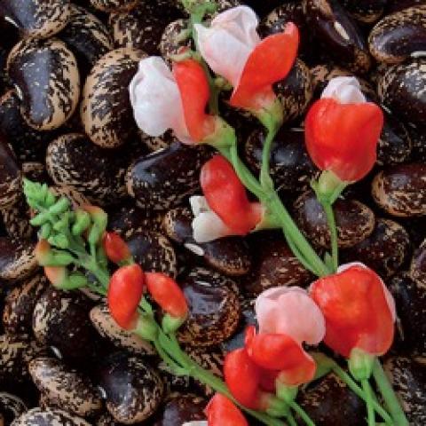 Painted Lady runner bean, red and white flowers