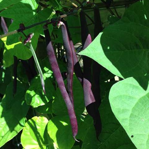 Purple Podded Pole bean, purple pods against green leaves