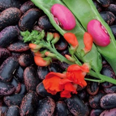 Scarlet runner beans, red flowers and green leaves, dark beans