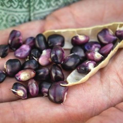 Succotash dried beans, dark purple 