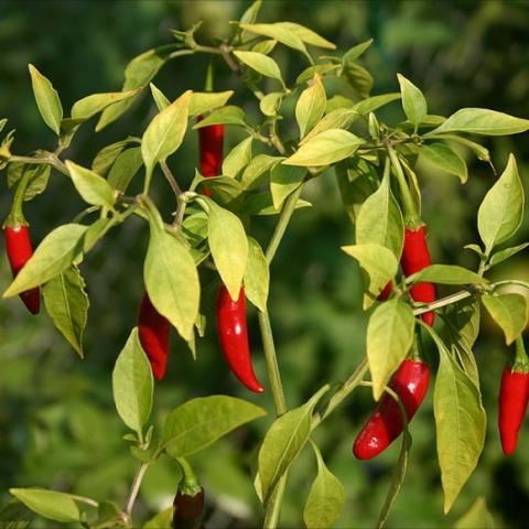 Red birdseye chilis growing on a green plant