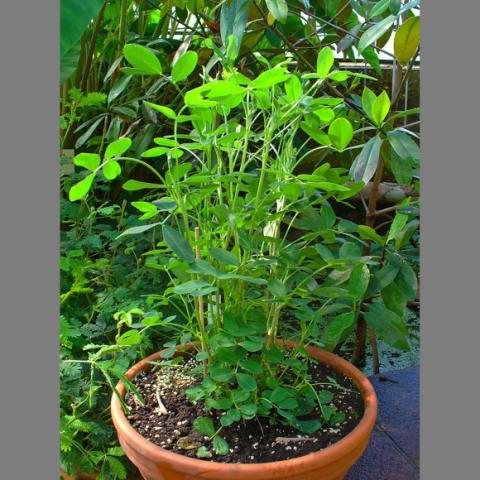 Black peanut plant in a pot