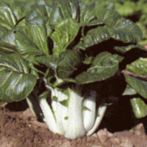 Bok Choi 'Joi Choi', white stems and green leaves