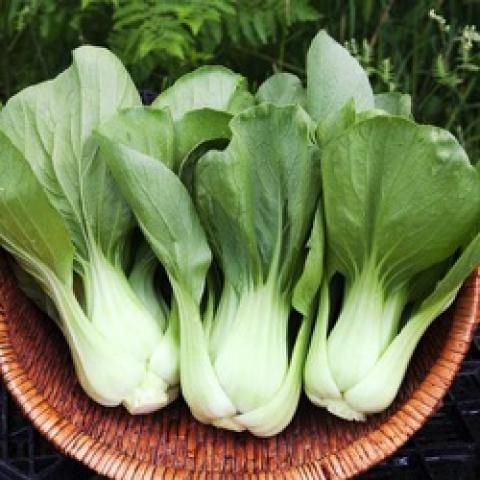 Shanghai Green bok choi, long heads with white bases, light green leaves