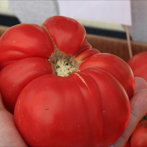 Brandywine tomato, large and segmented
