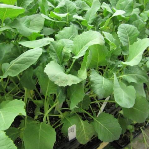 Loose-head broccoli, green leaves