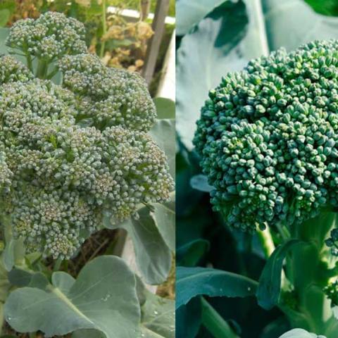 Two different kinds of green broccoli