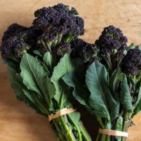 Burgundy Sprouting broccoli, purplish small heads