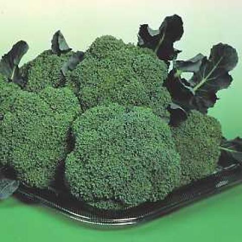 Premier broccoli, green broccoli heads