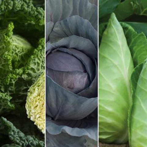 Cabbage compact mix, green, red, savoy green