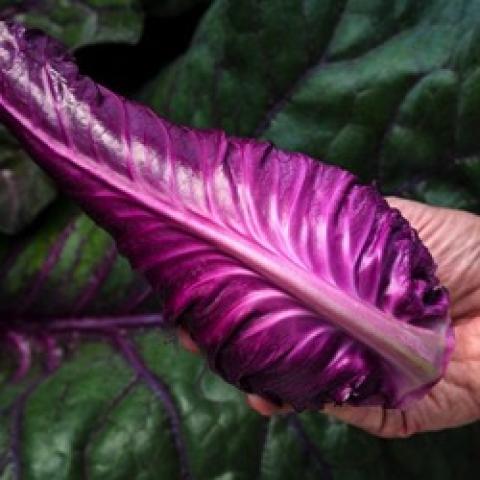 Kalibos cabbage, narrow purple head, pointed at the end