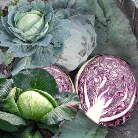 Red and two green cabbages