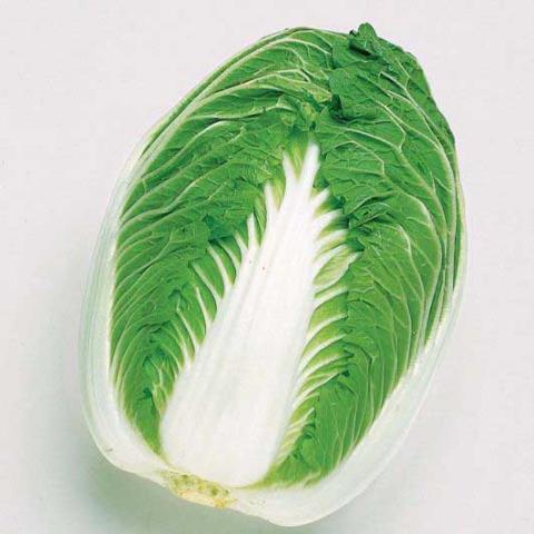 Napa cabbage head