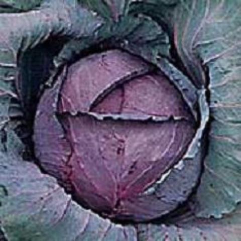 Cabbage 'Ruby Perfection'