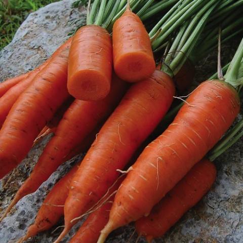 Carrot Red Cored Chantenay, orange carrots