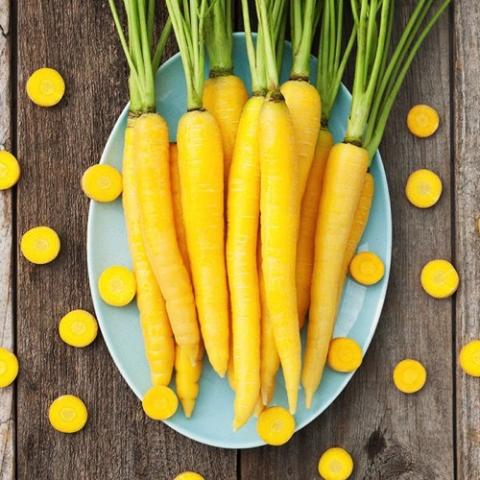 Carrot Yellowstone, yellow carrot roots