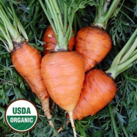 Paris Market carrots, orange short to almost round roots