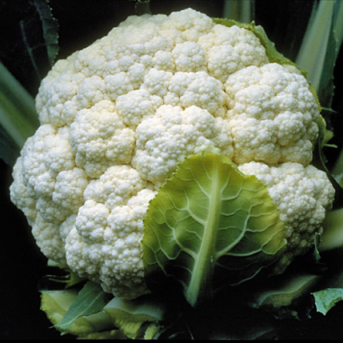 Cauliflower 'Candid Charm', white head