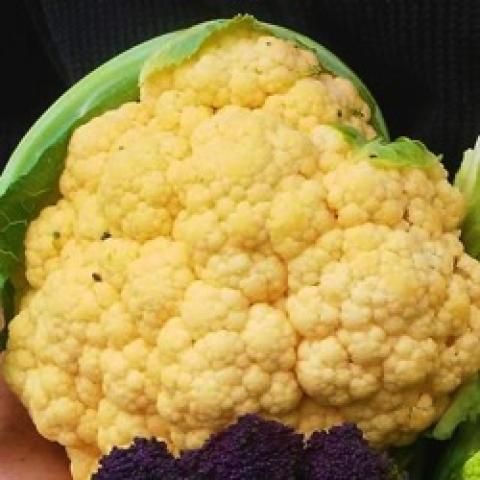 Flame Star cauliflower, orange-tinged cauliflower head