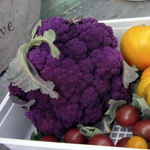 Graffiti purple cauliflower