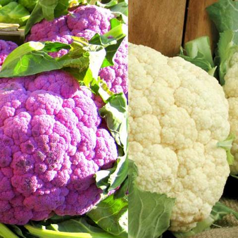 One purple one white cauliflower