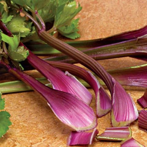 Apium 'Giant Red', red stemmed celery