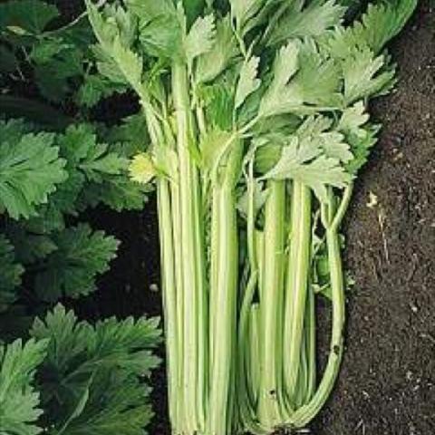 Celery 'Tall Utah'