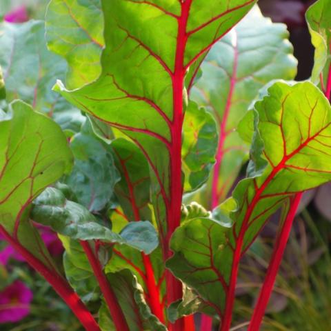 Pink Lipstick chard, bright pink stems with green curvaceous leaves