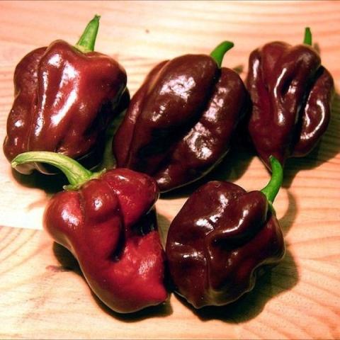 Habanero pepper, chocolate