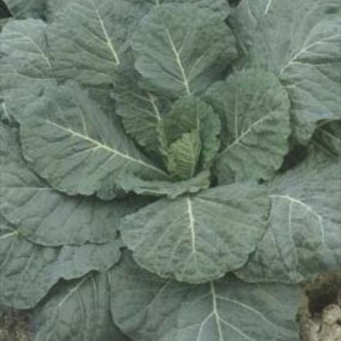 Collards, blue green leaves