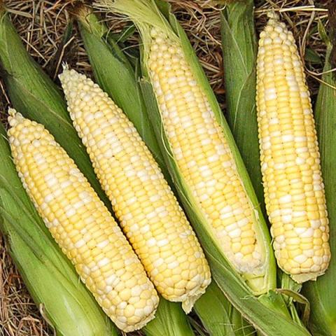 Corn My Fair Lady, yellow and white sweet corn
