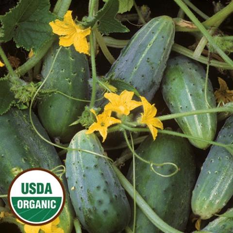 Cucumber Bushy, green short cukes