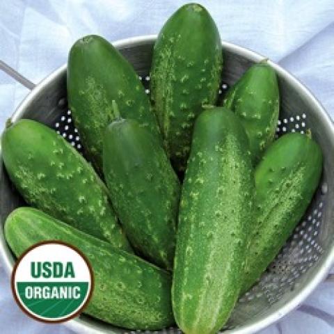 Russian Pickling cucumbers, green normal looking cucumbers