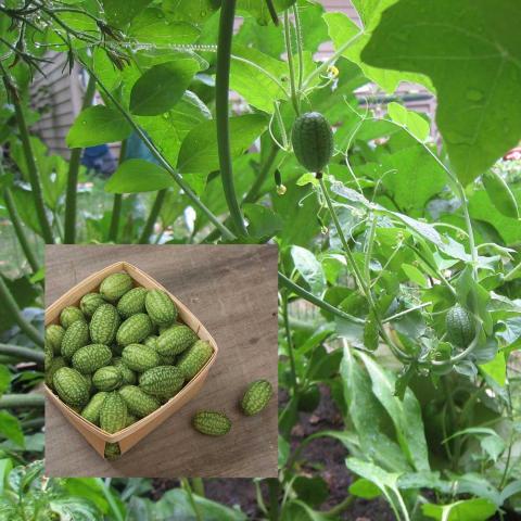 Cuke-nuts growing on the vine with inset of picked fruits