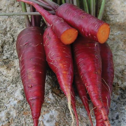 Purple Dragon carrot, orange inside and purple-red outside