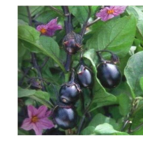 Eggplant Bambino, small dark purple fruits