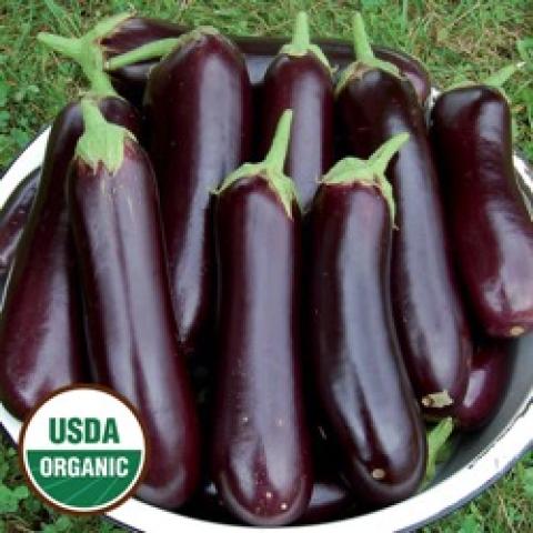 Diamond eggplants, long very dark purple shiny fruits