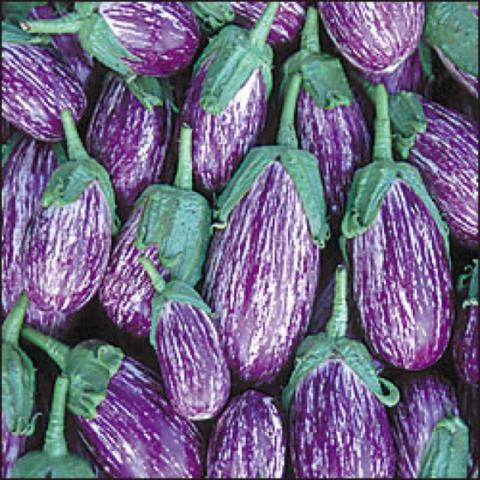 Eggplant 'Listada de Gandia', white and purple striped fruits