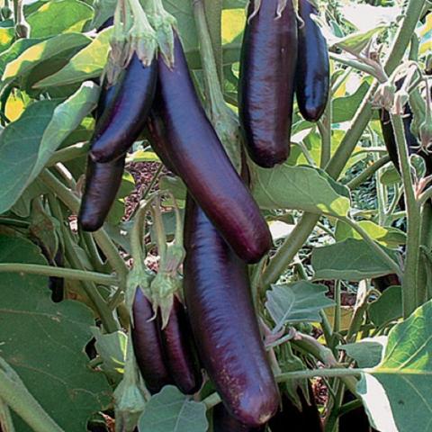 Little Fingers eggplant, long narrow dark purple fruits