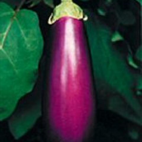 Neon eggplant red-purple fruits