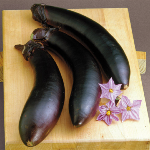 Eggplant "Swallow", long dark purple 