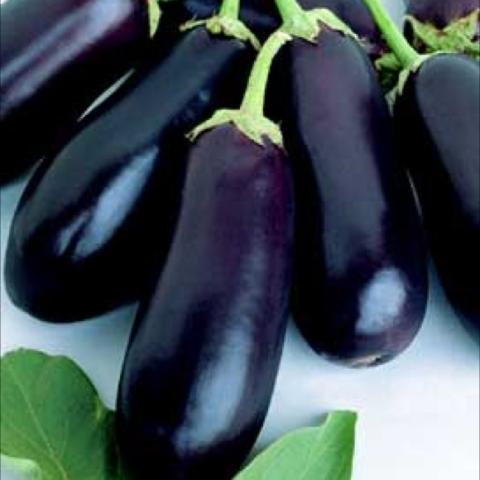 Classic dark purple eggplants