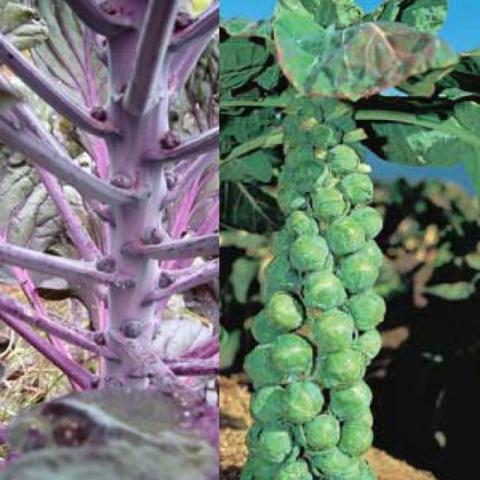 One each purple and green brussels sprouts plant