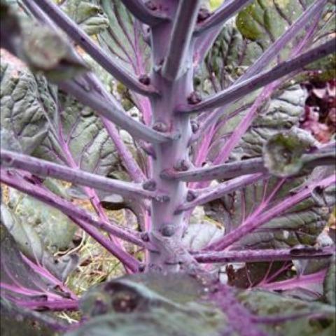 Brussells Sprouts 'Falstaff Red', purple stems