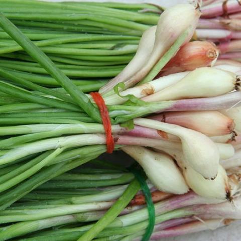 Green scallions bundled, white onion ends