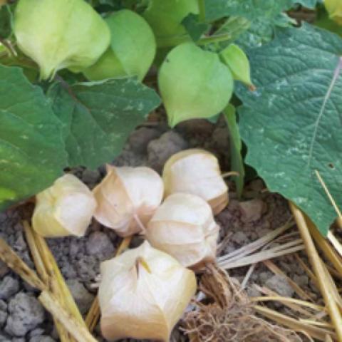 Physalis Loewen Family Heirloom