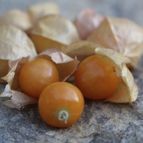 Ground Cherry Drott's Yellow, yellow fruits in paper husks