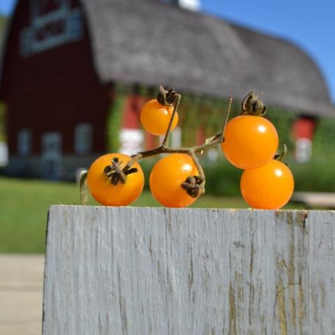 Iglehart Yellow Cherry tomatoes, gold to almost orange cherries