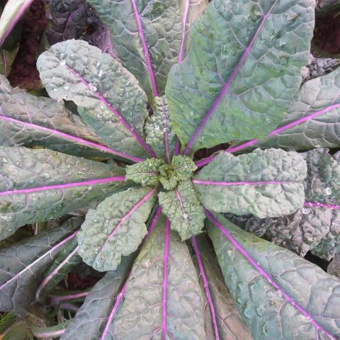 Dazzling Blue kale, narrow dinosaur kale leaves, bumpy, bluish, purple stems